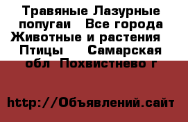 Травяные Лазурные попугаи - Все города Животные и растения » Птицы   . Самарская обл.,Похвистнево г.